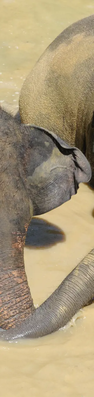 Elephant Haven Sai Yok